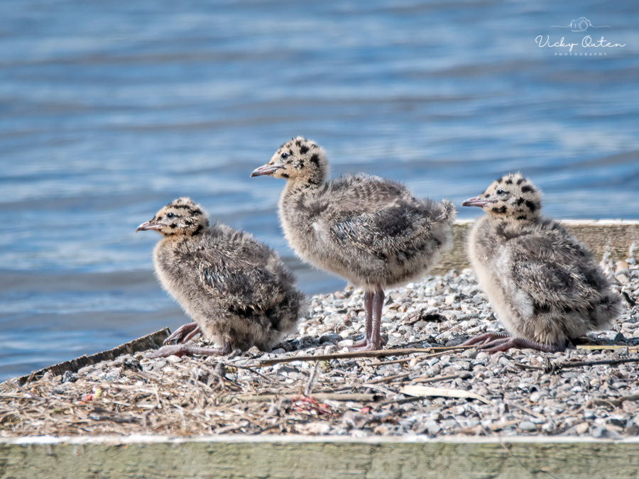 Black headed gull chicks