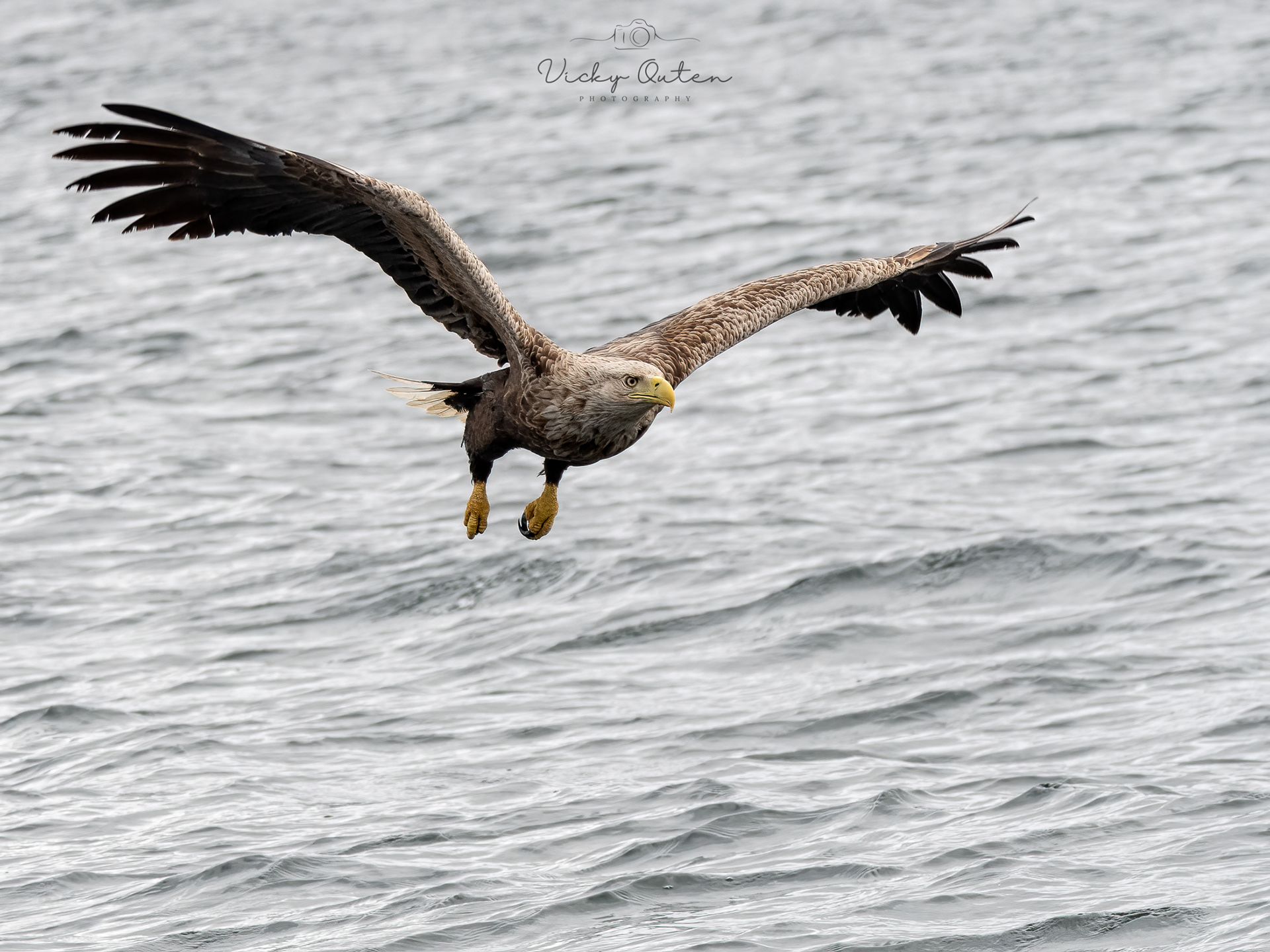 White-tailed sea eagle