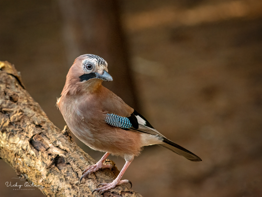 Curious jay