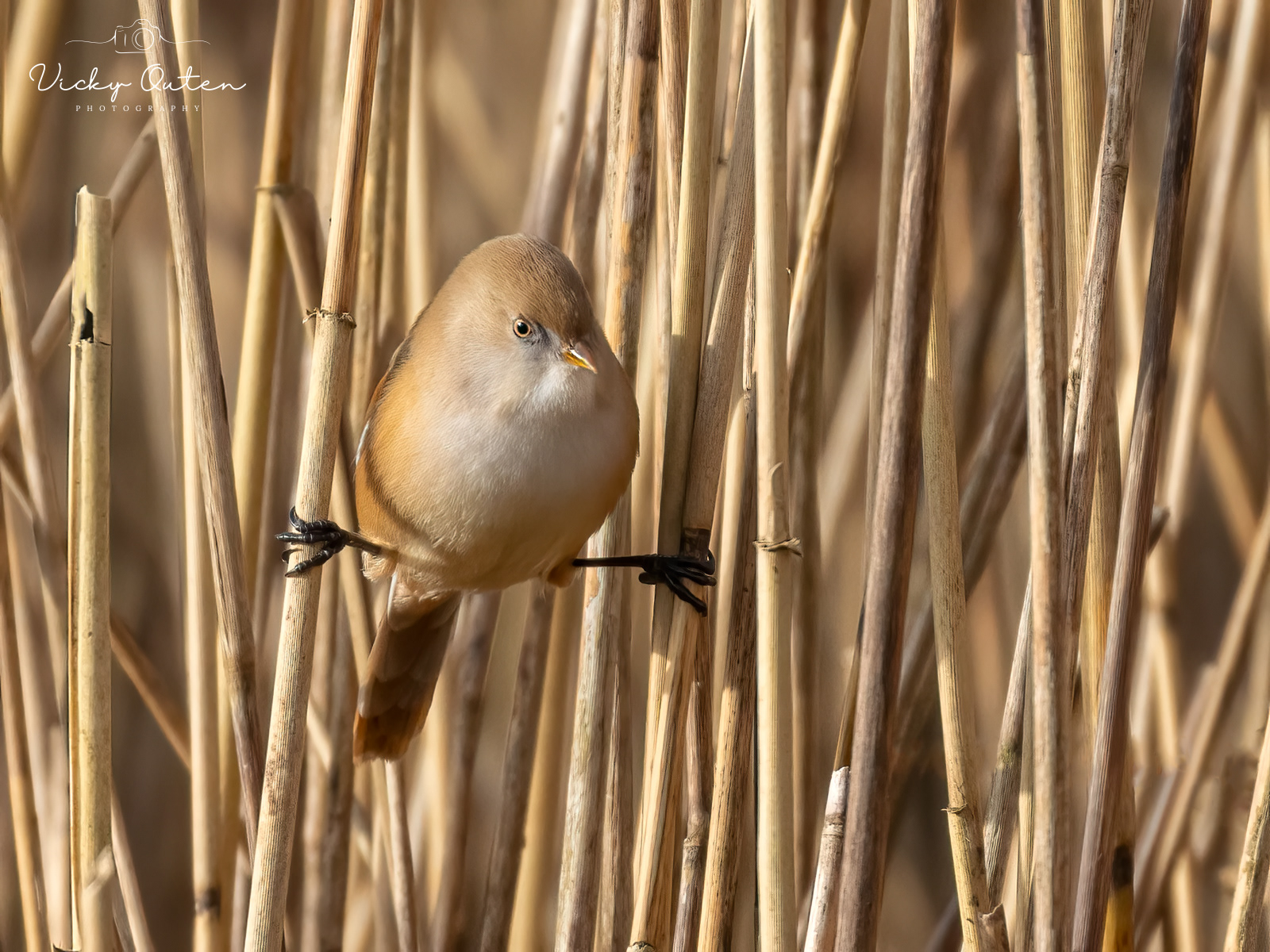 Female Bearded Tit