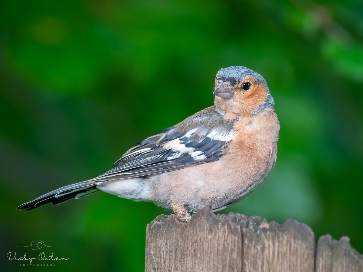 Male chaffinch