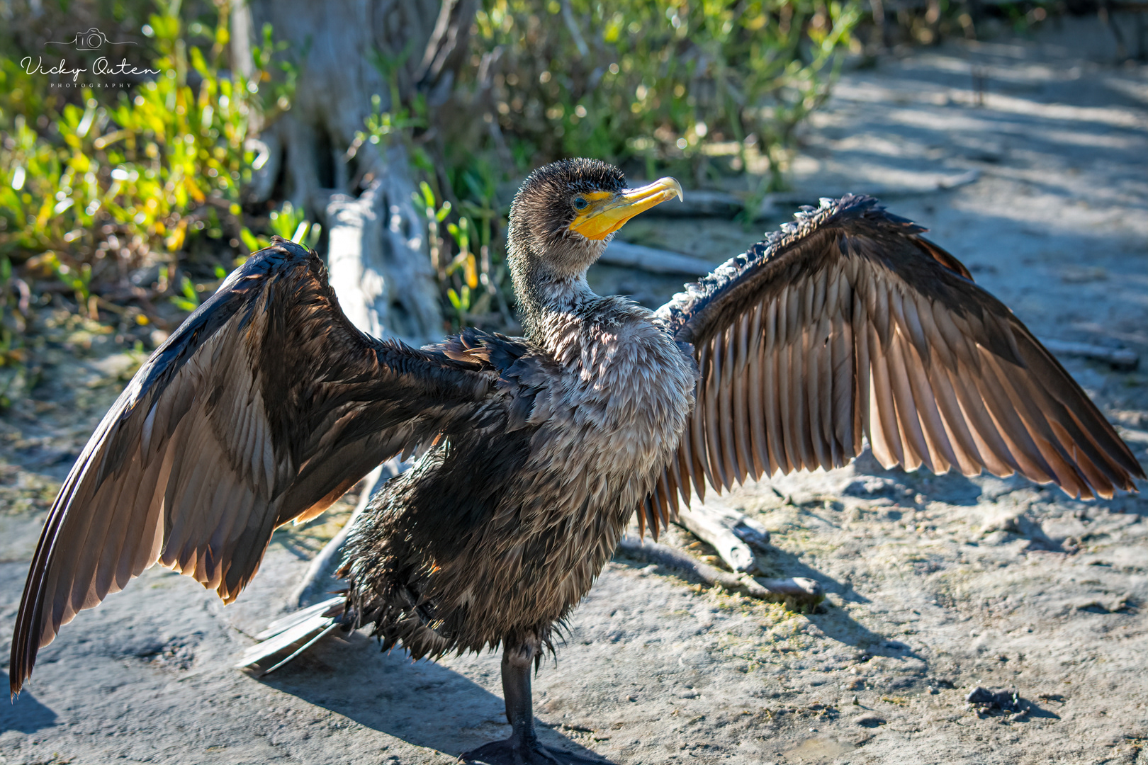 Cormorant drying it's wings