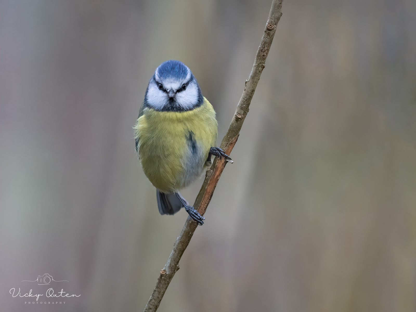 Blue Tit 
