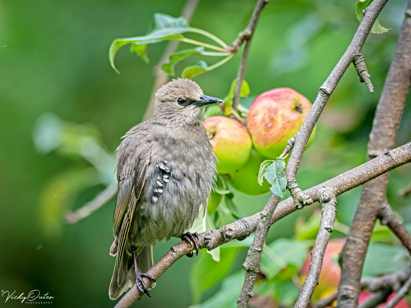 Juvenile starling