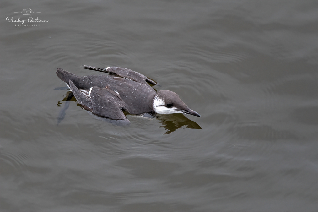 Guillemot