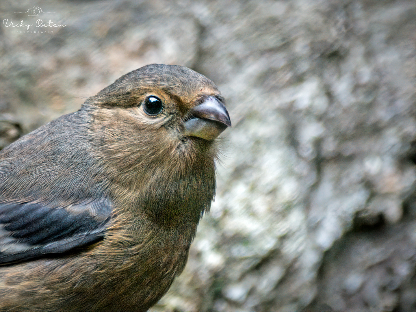 Juvenile bullfinch