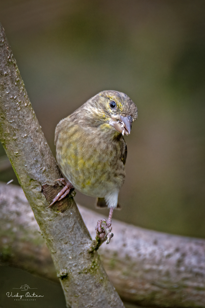 Juvenile greenfinch
