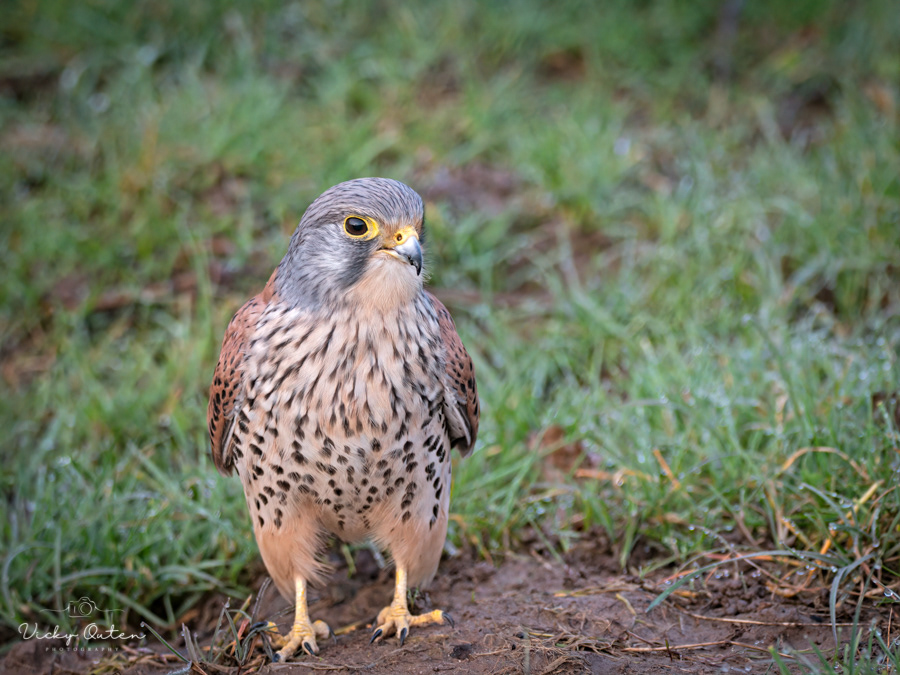 Kestrel