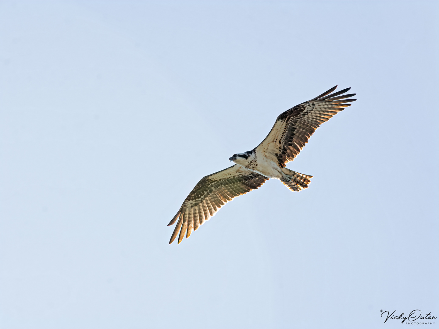 Osprey