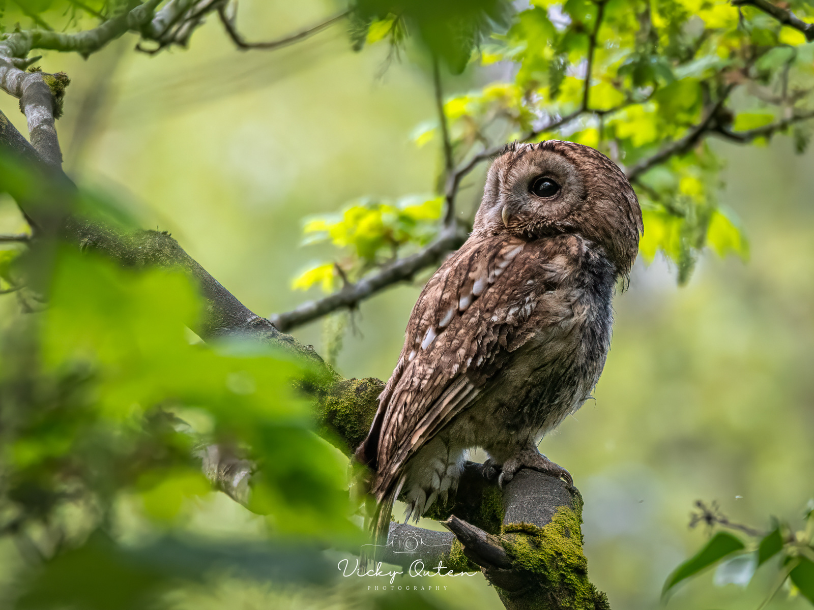 Female Tawny Owl