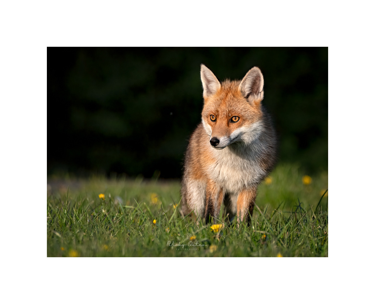 Red fox in the evening sun #1521