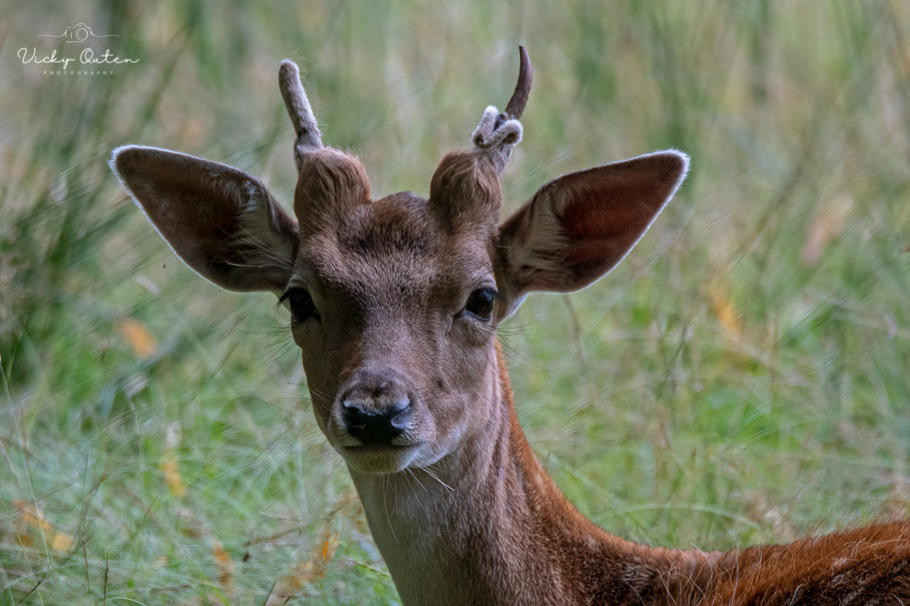 Fallow deer