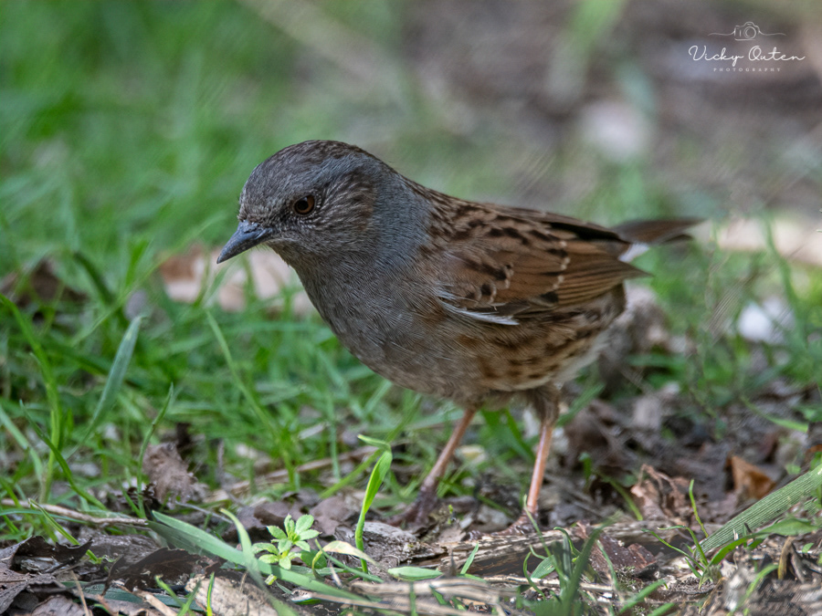 Dunnock / Hedge sparrow
