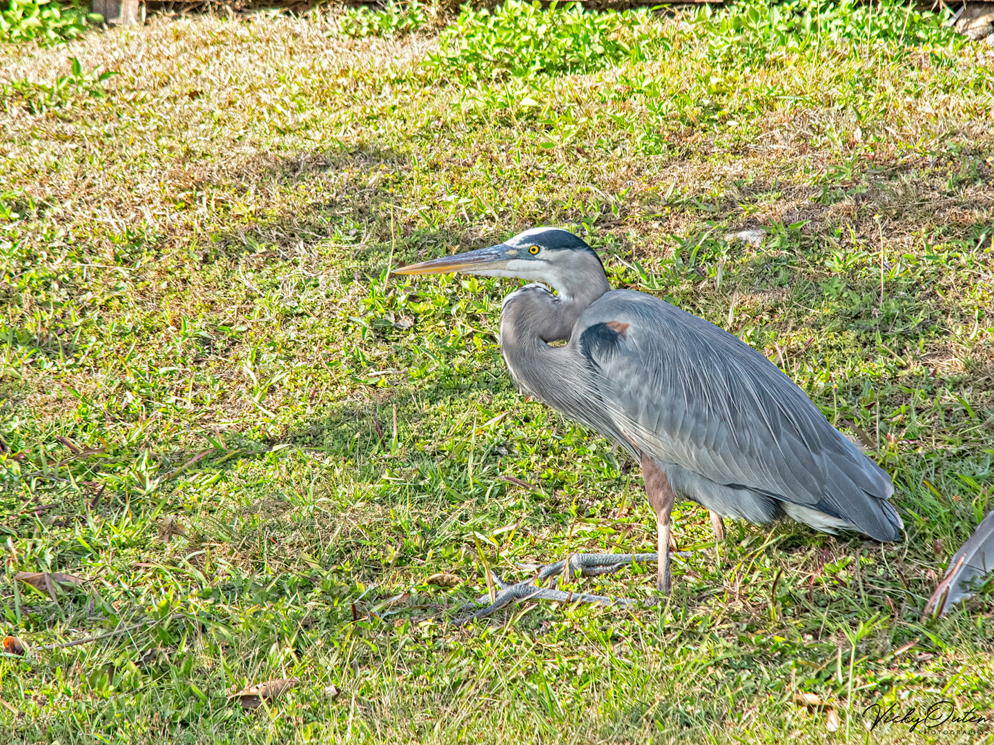 Great blue heron