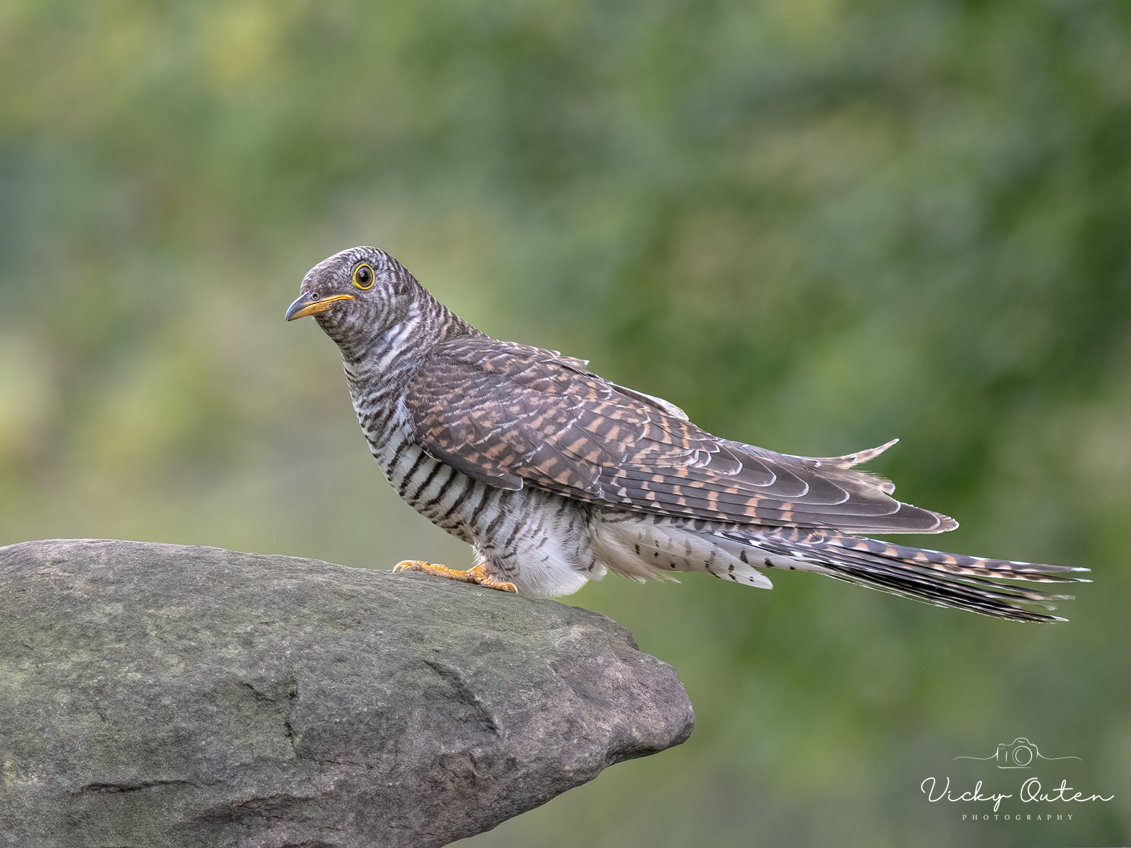 Juvenile Cuckoo