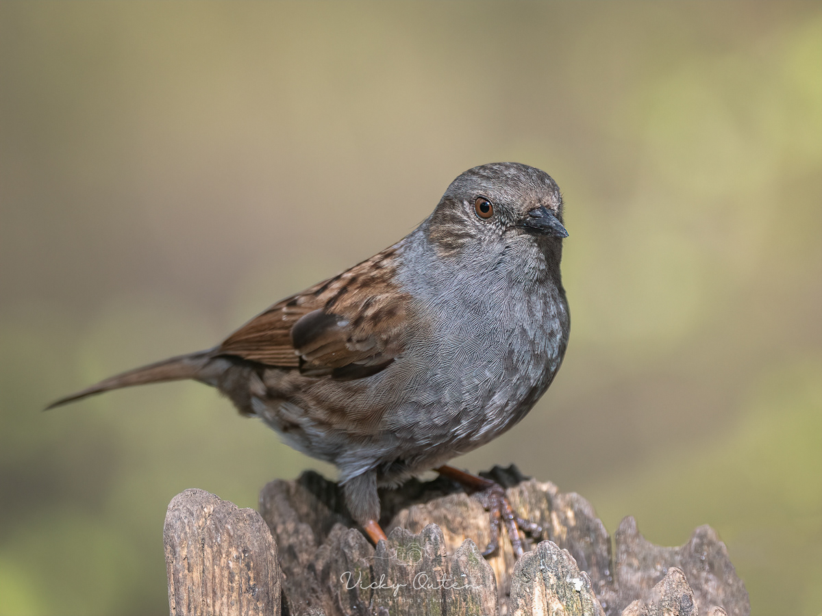 Dunnock / Hedge sparrow