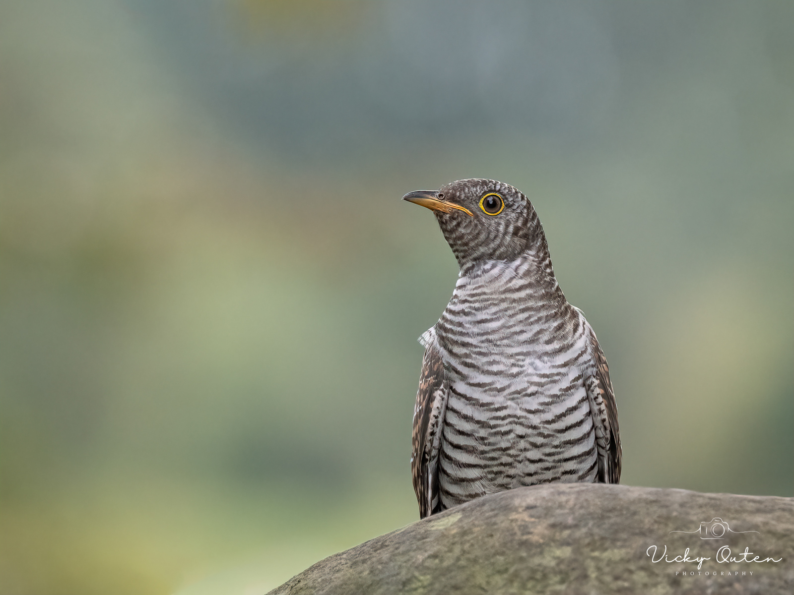 Juvenile Cuckoo