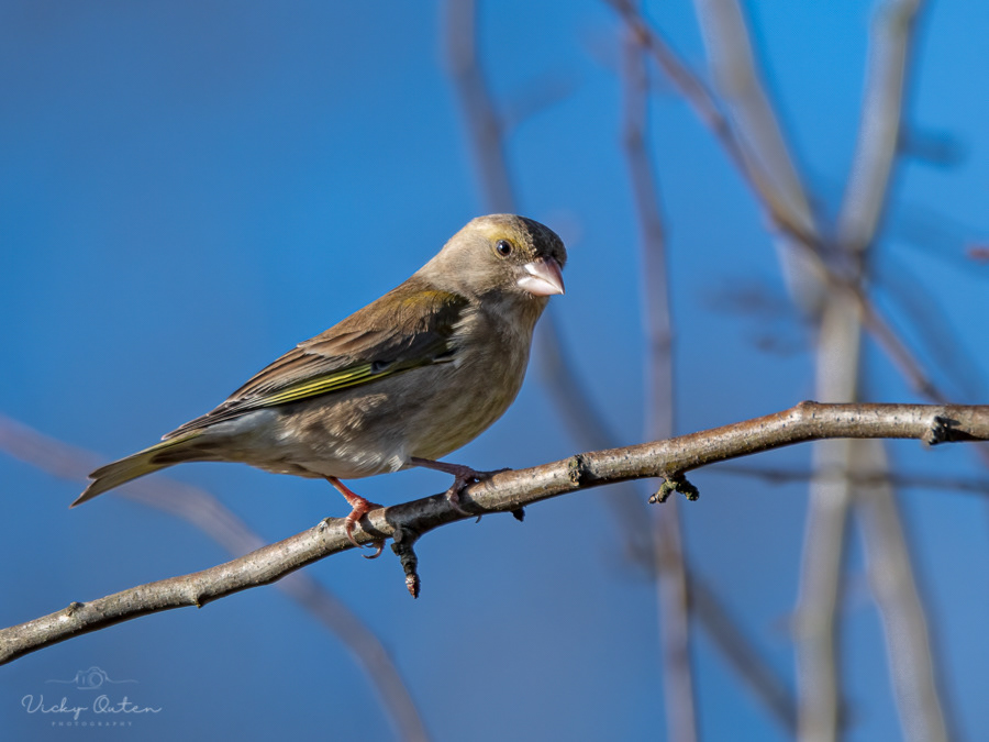 Greenfinch