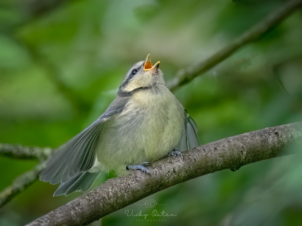 Juvenile blue tit calling for it's parents