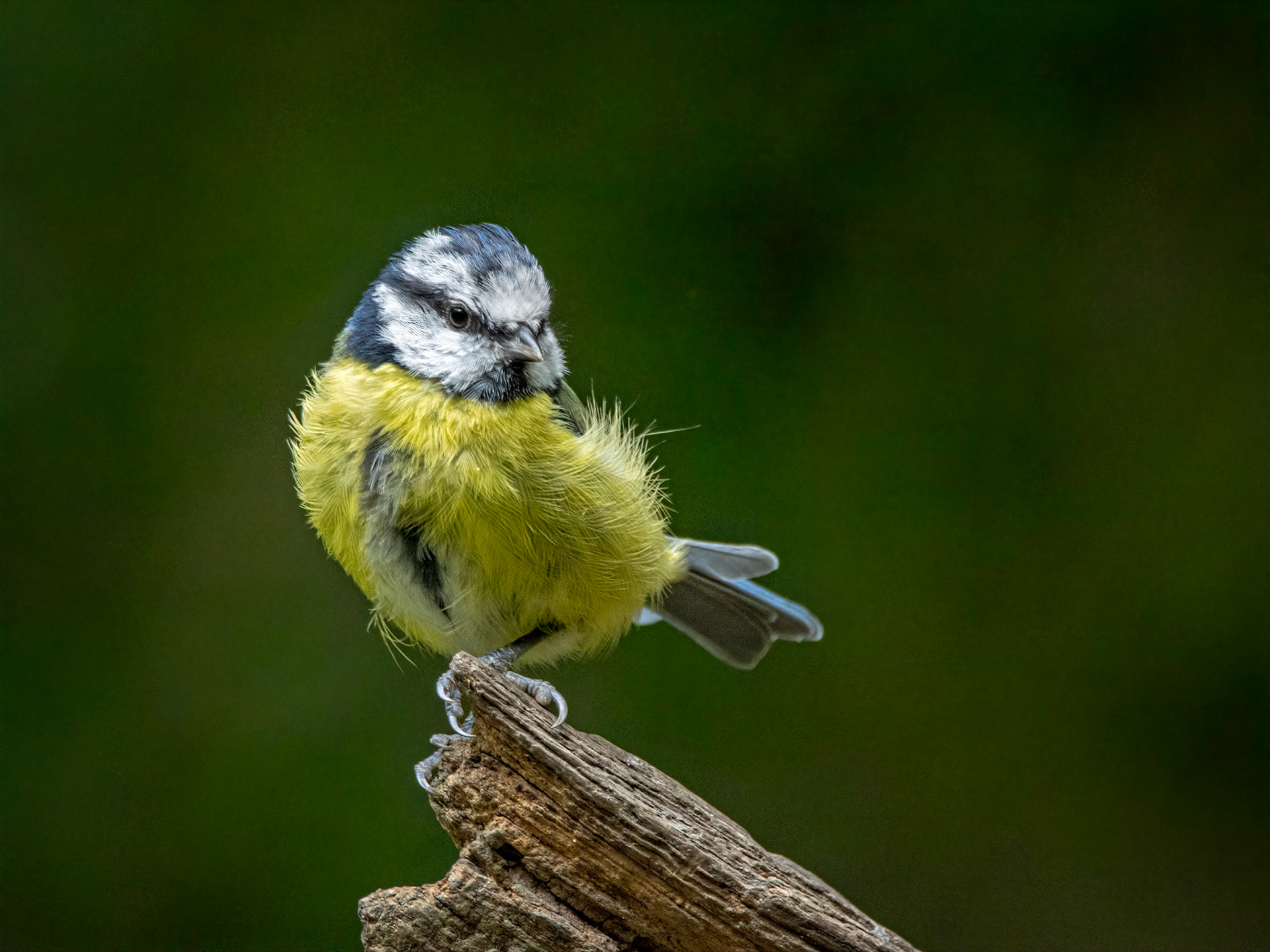 Blue tit