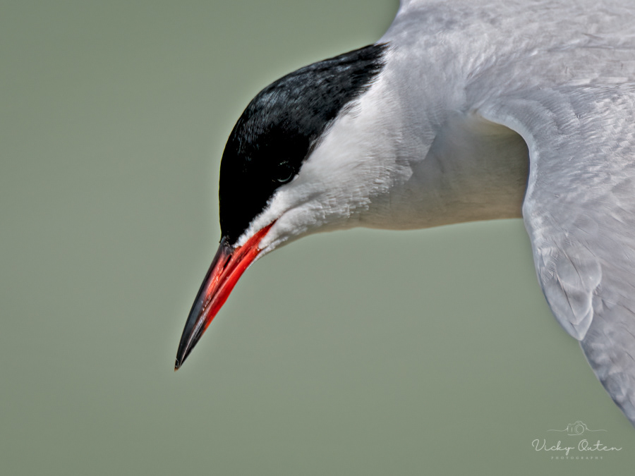 Common tern