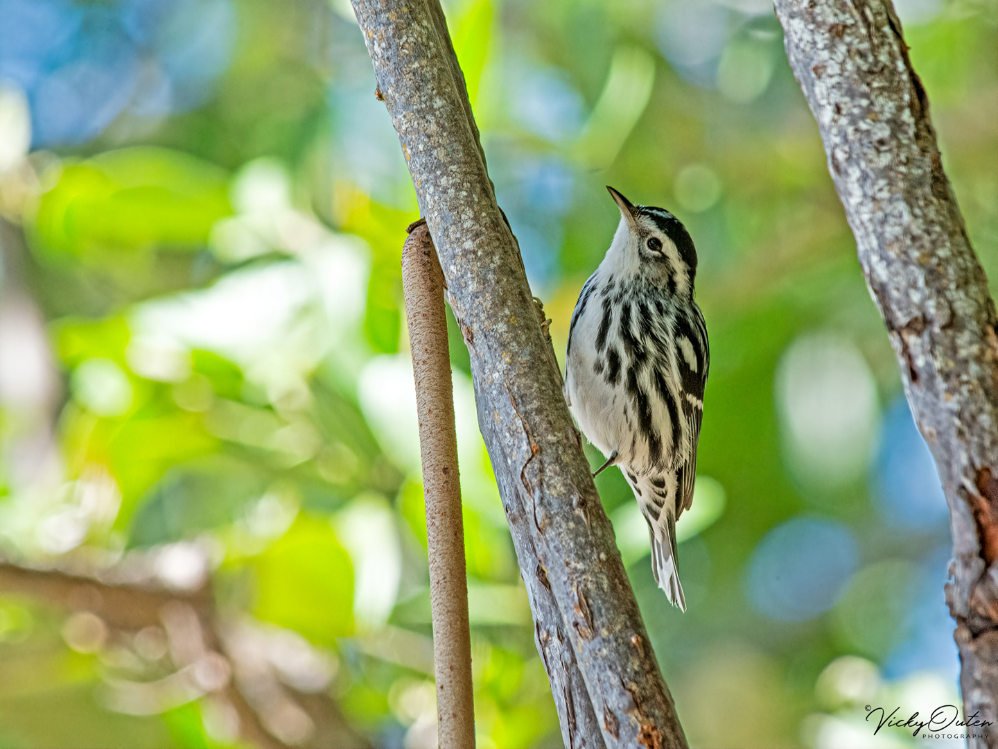Black & white warbler 