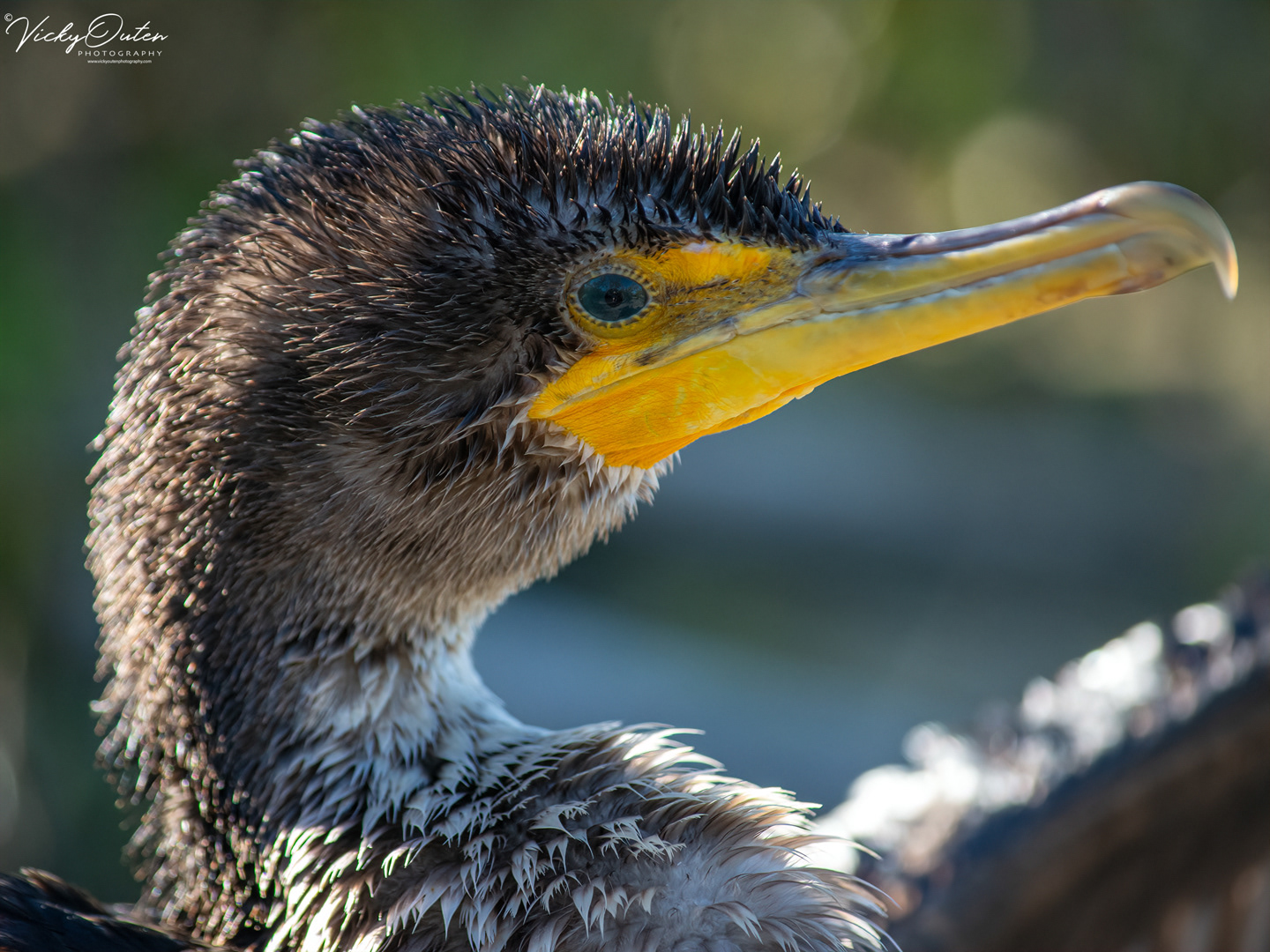 Cormorant