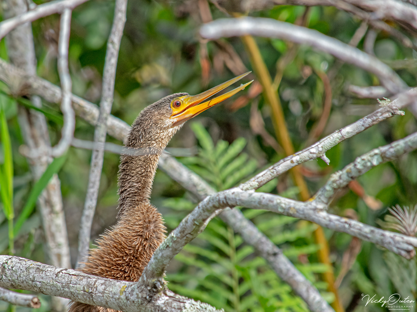 Anhinga