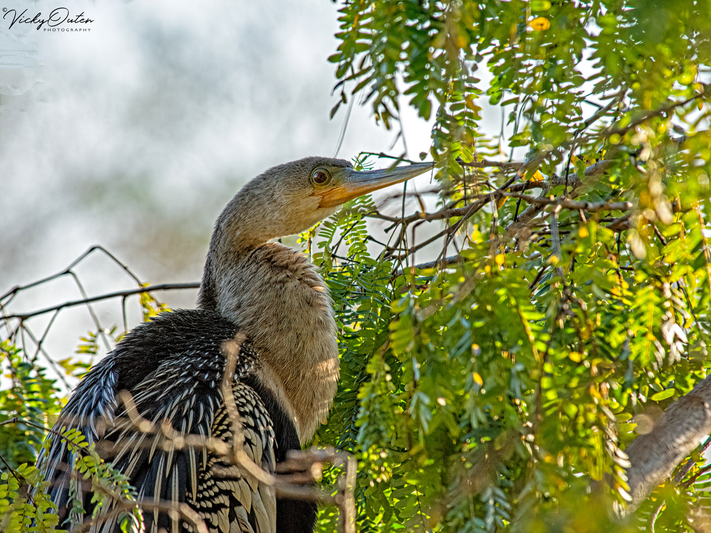 Anhinga