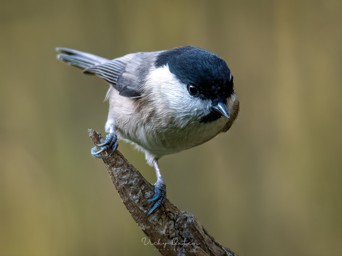 Willow tit
