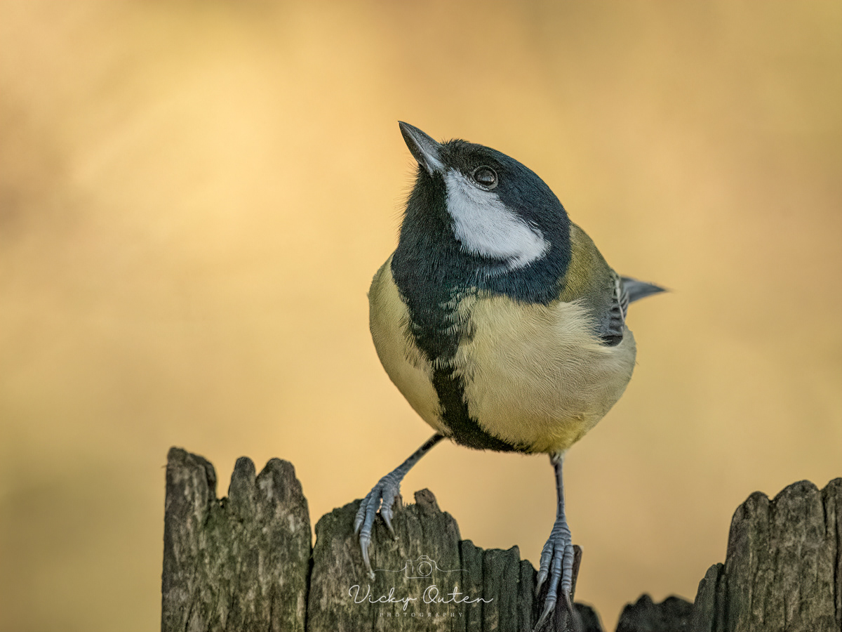 Great tit