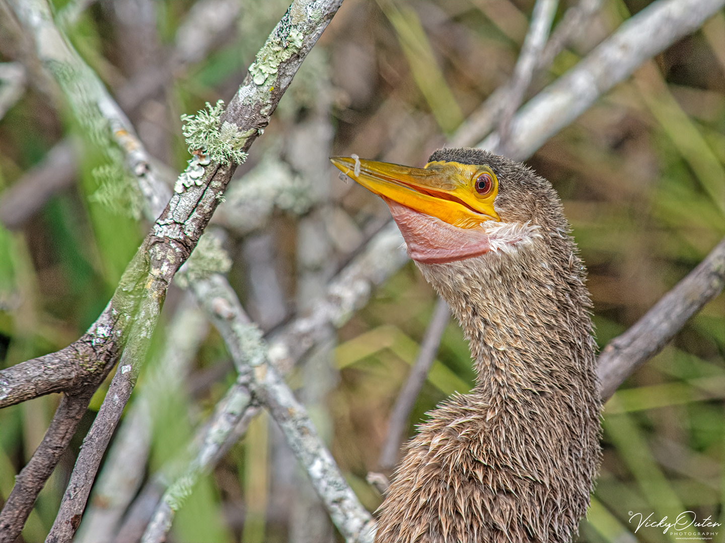Anhinga