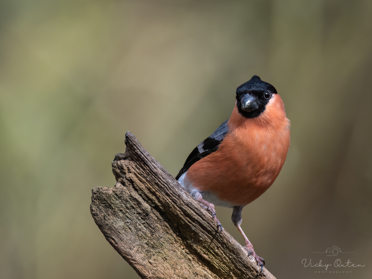 Male bullfinch
