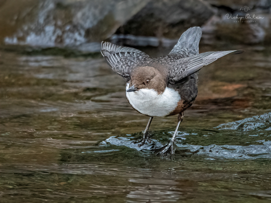 Dipper