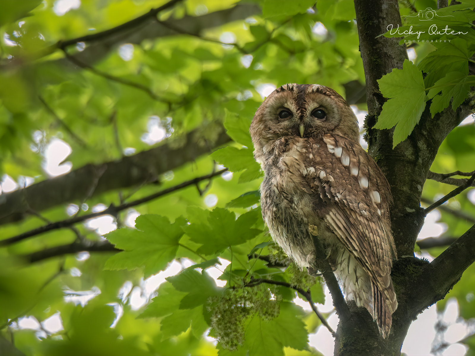 Female Tawny Owl