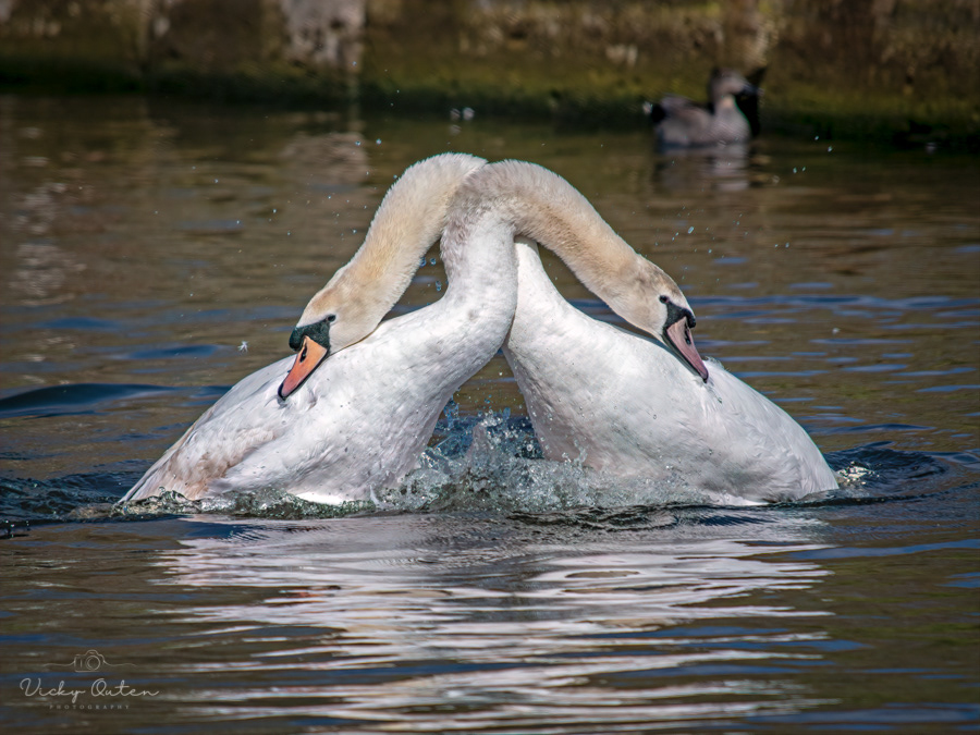 Mute swans