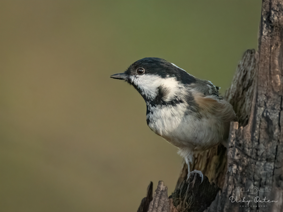 Coal tit