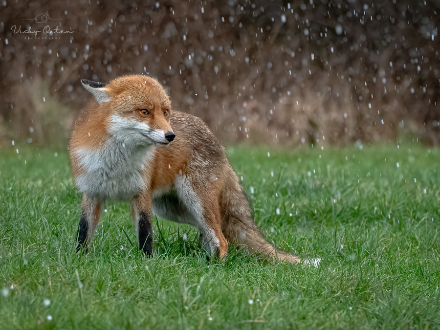  4 Red fox in the hailstone