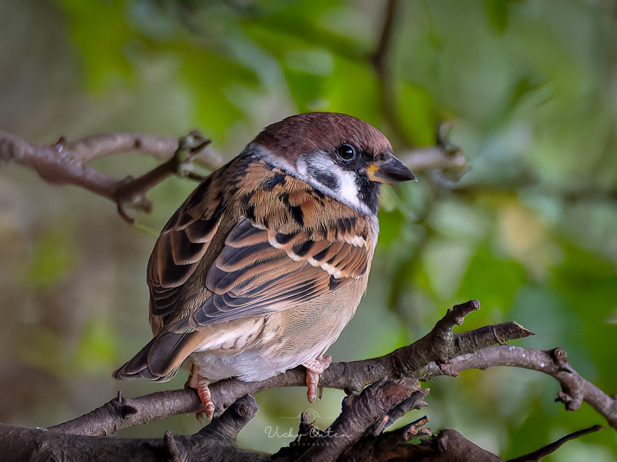 Tree sparrow