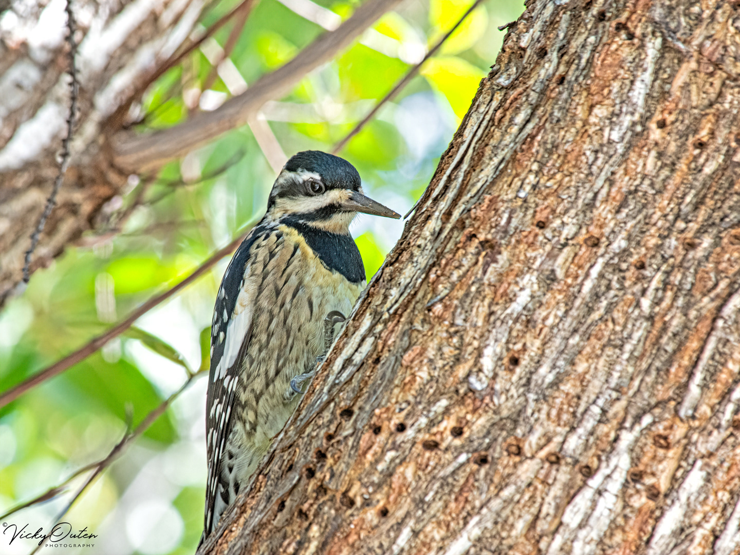 Yellow-bellied sapsucker
