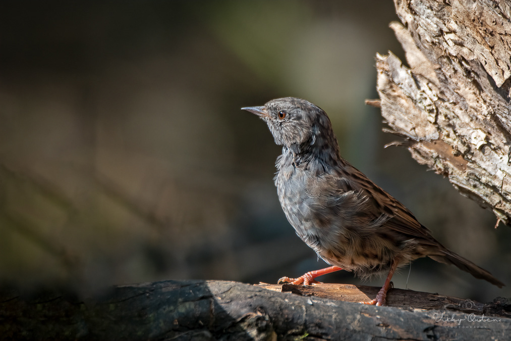 Dunnock / Hedge sparrow