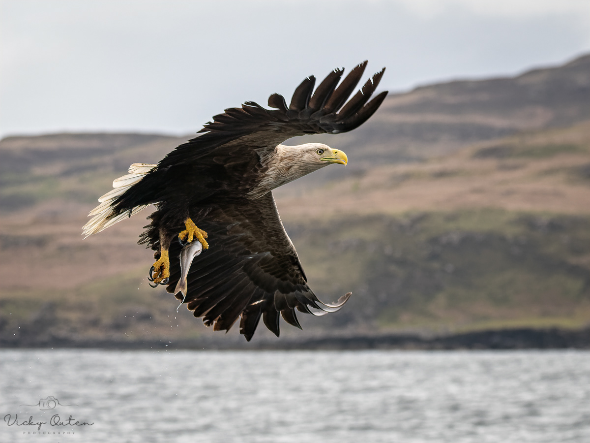 White-tailed sea eagle