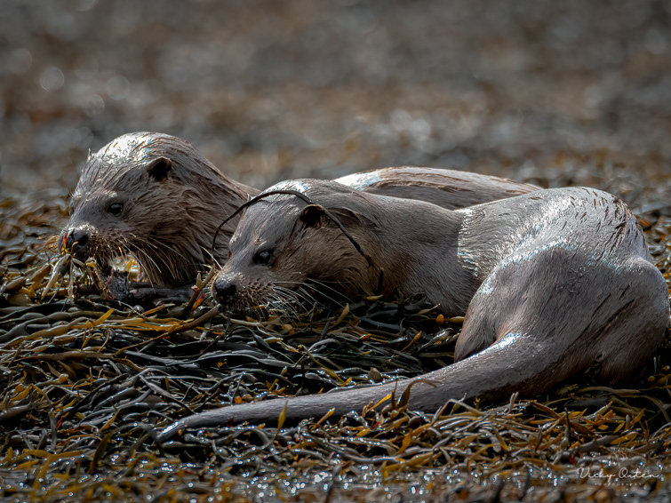 Otter cub