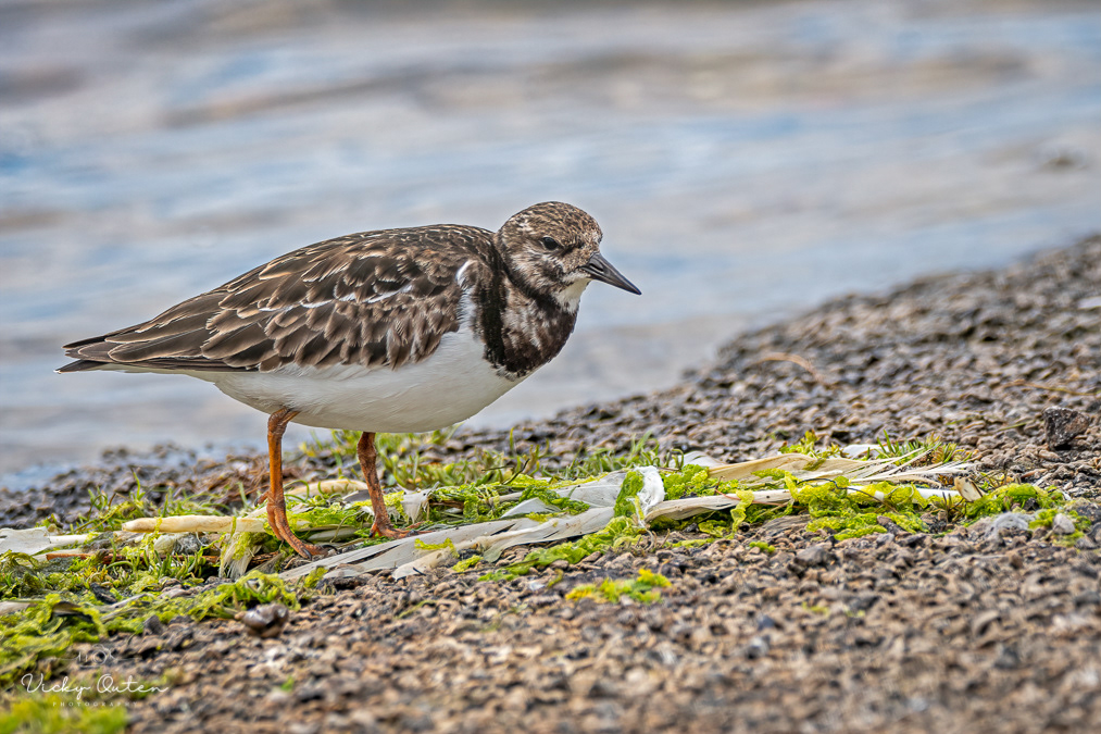 Turnstone