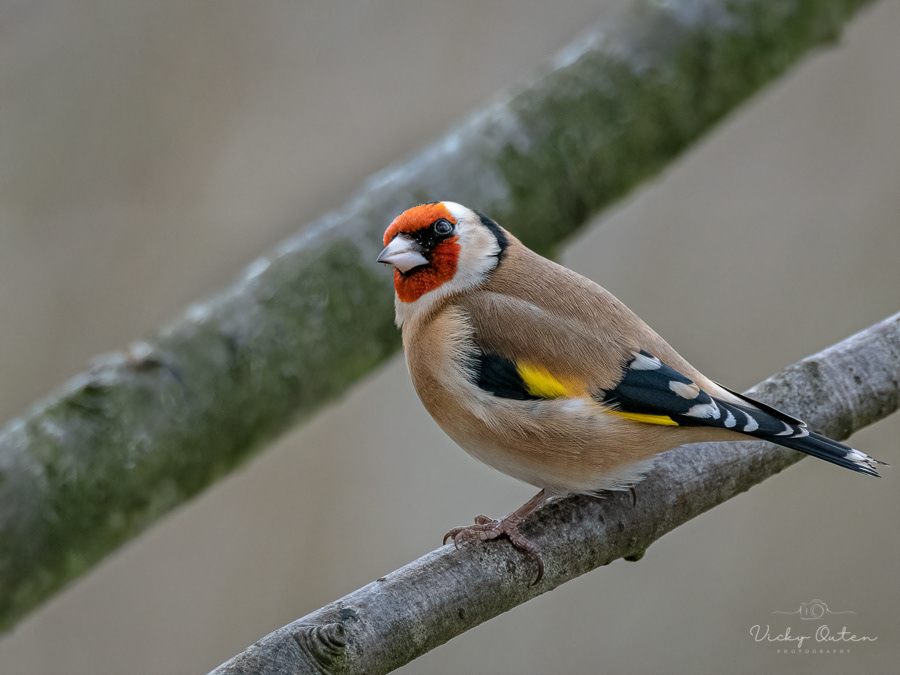 Goldfinch