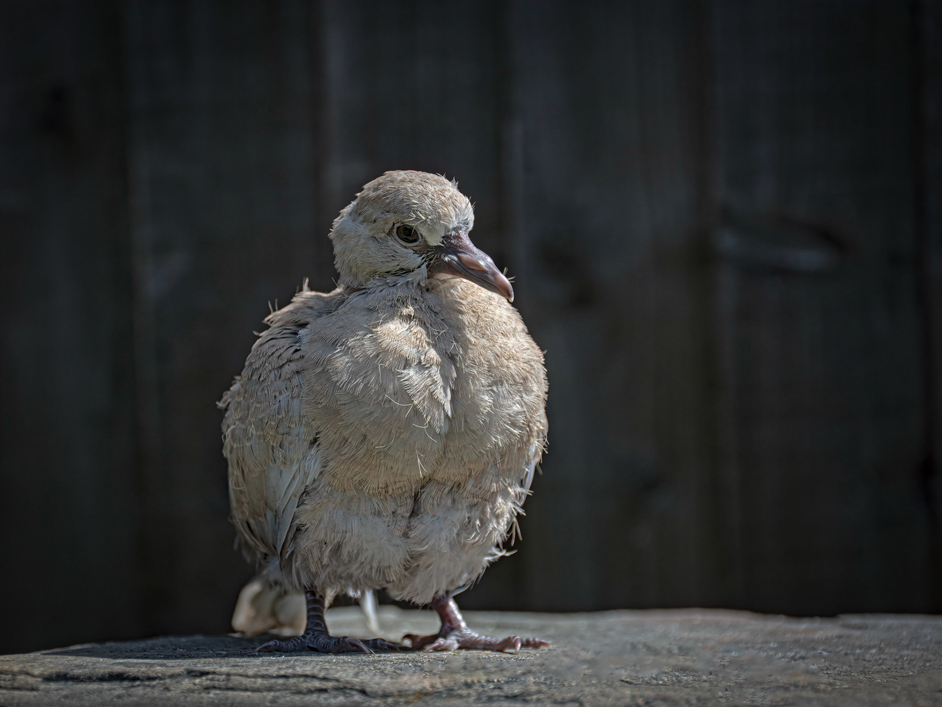 Juvenile dove