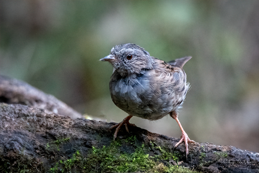 Juvenile Dunnock / Hedge sparrow
