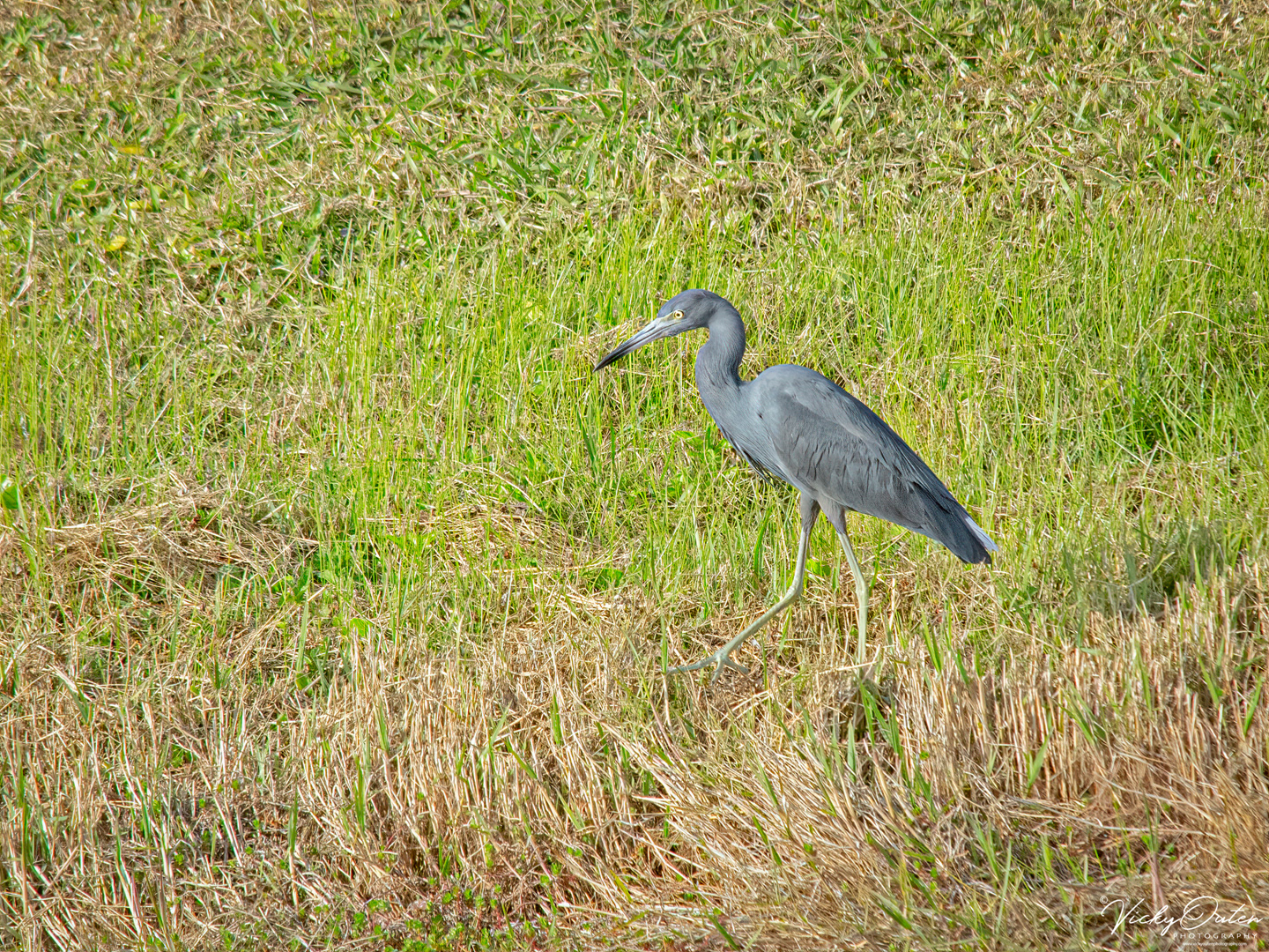 Little Blue Heron