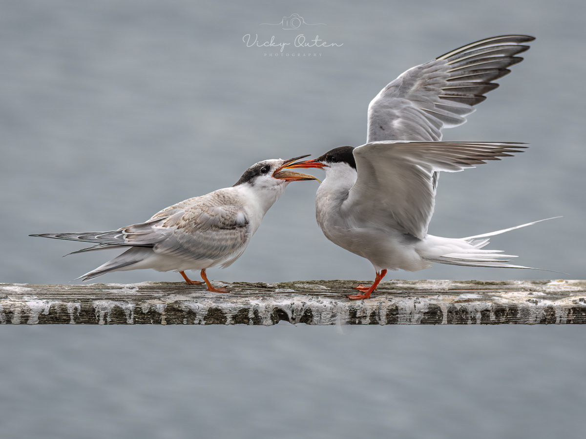 Common tern feeding it's chick 