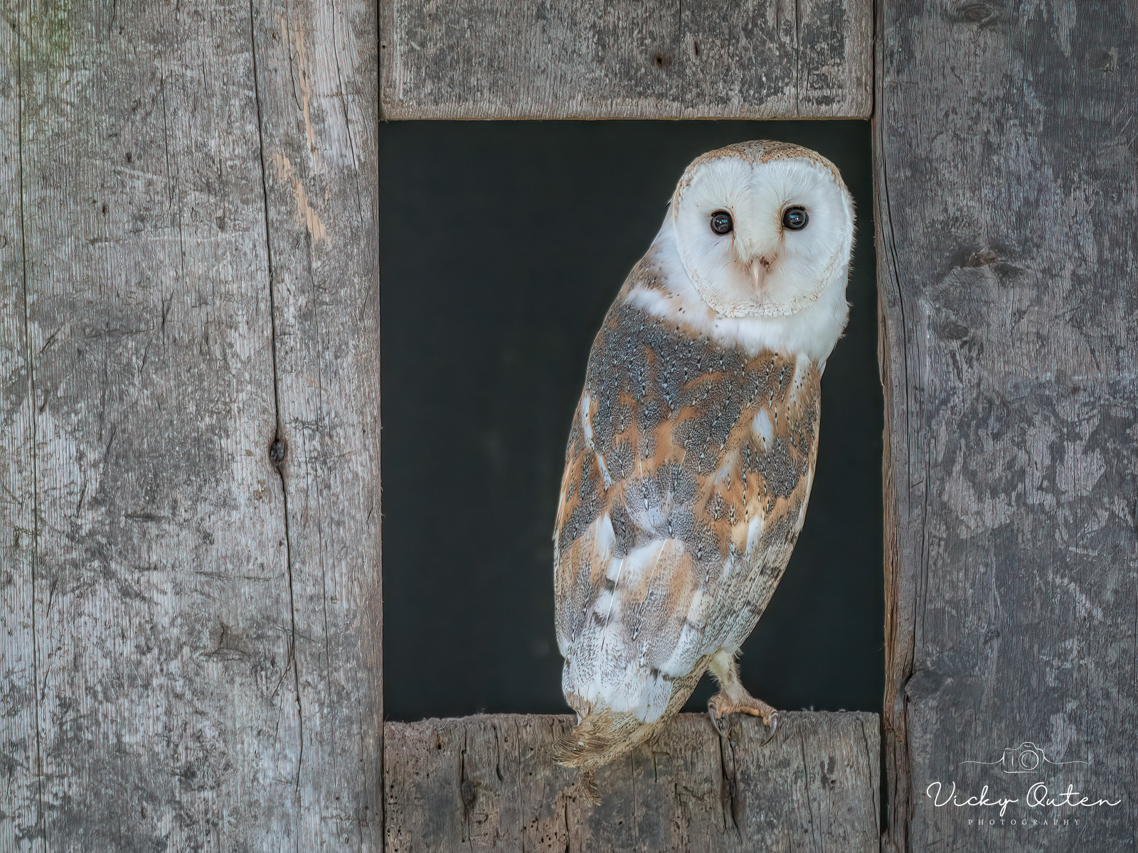 Barn owl